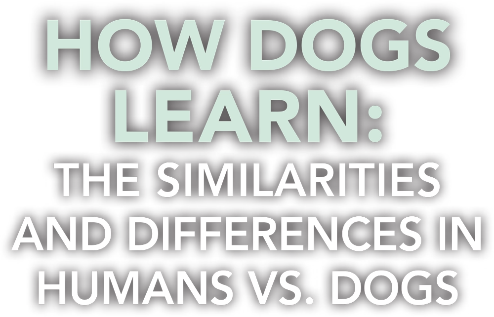 How Dogs Learn: The Similarities and Differences in Humans vs. Dogs typography