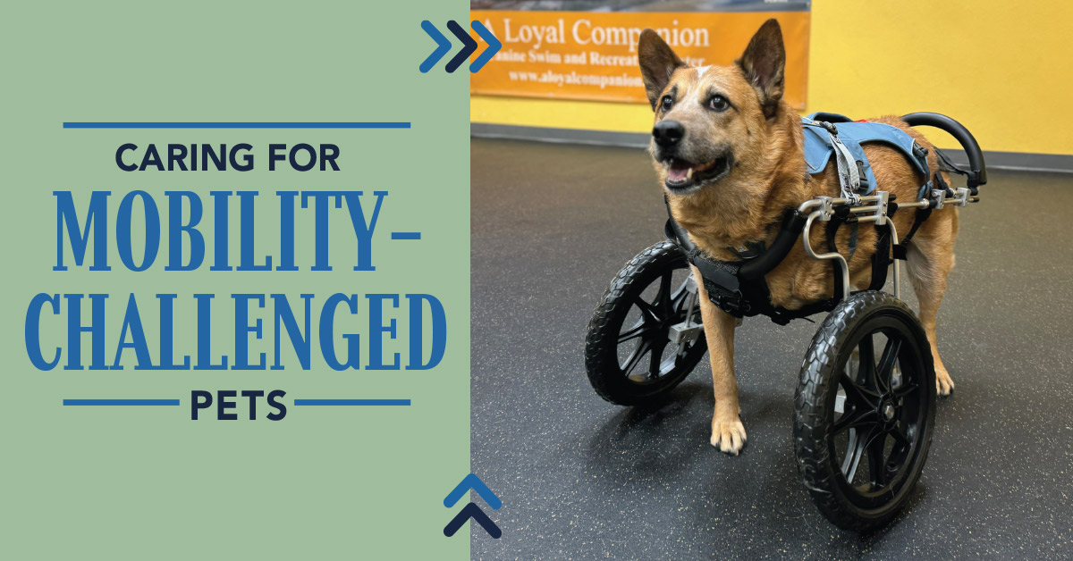 Curated visual reference: Gallery Detail: Caring For Mobility Challenged Pets Does It Make Sense For