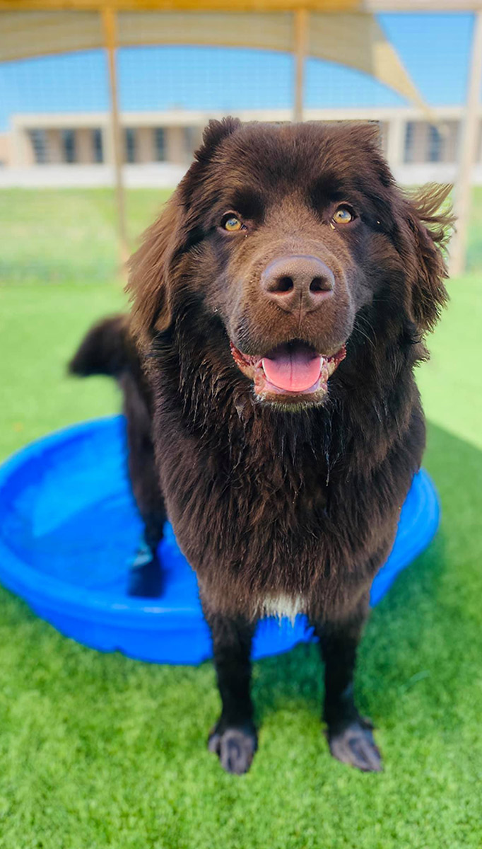 A large, fluffy brown dog stands in a blue kiddie pool on a patch of green artificial grass, looking up at the camera with its mouth open.