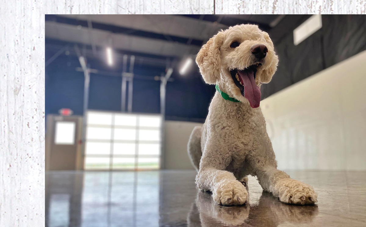 A happy cream-colored standard poodle with a green collar lies on a polished floor in a large, open indoor space with high ceilings.