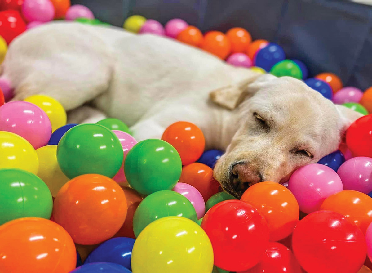 A blonde labrador retriever is sleeping soundly amidst a colorful pit of plastic balls in shades of pink, orange, green, yellow, and blue.