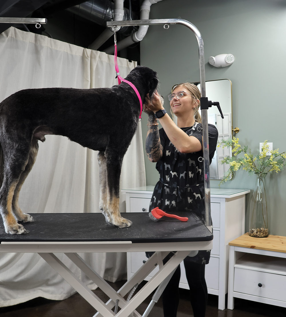 A female groomer, with tattoos on her arms, smiles while working on a large black dog with light-colored paws on a grooming table.