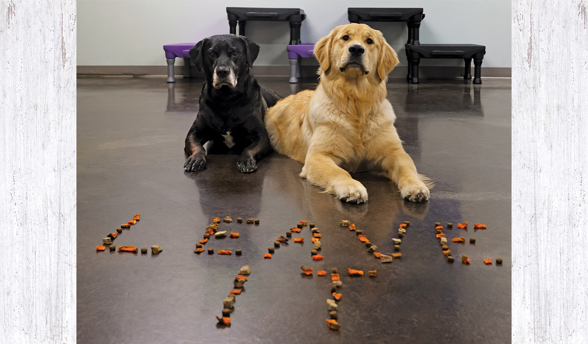 A black Labrador Retriever and a golden retrieverz lie on a polished floor, with the words "LEAVE IT" spelled out in dog treats in front of them.