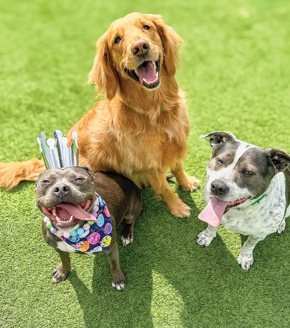 A golden retriever, a grey pitbull mix wearing a crown and a colorful bandana, and a spotted black and white dog pose on green artificial turf.