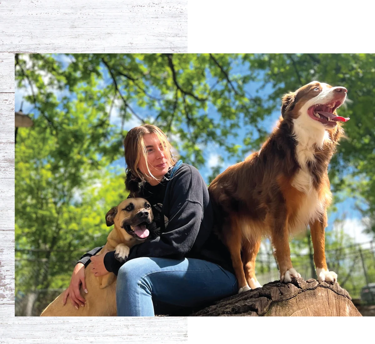 A woman sitting on a tree stump with two dogs beside her, one brown and white dog standing atop the tree stump, and a tan dog in her lap.