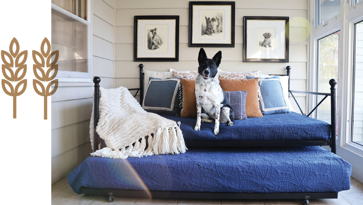 A black and white dog sits on a daybed with blue bedding and various throw pillows, with three framed pictures of dogs on the wall above.