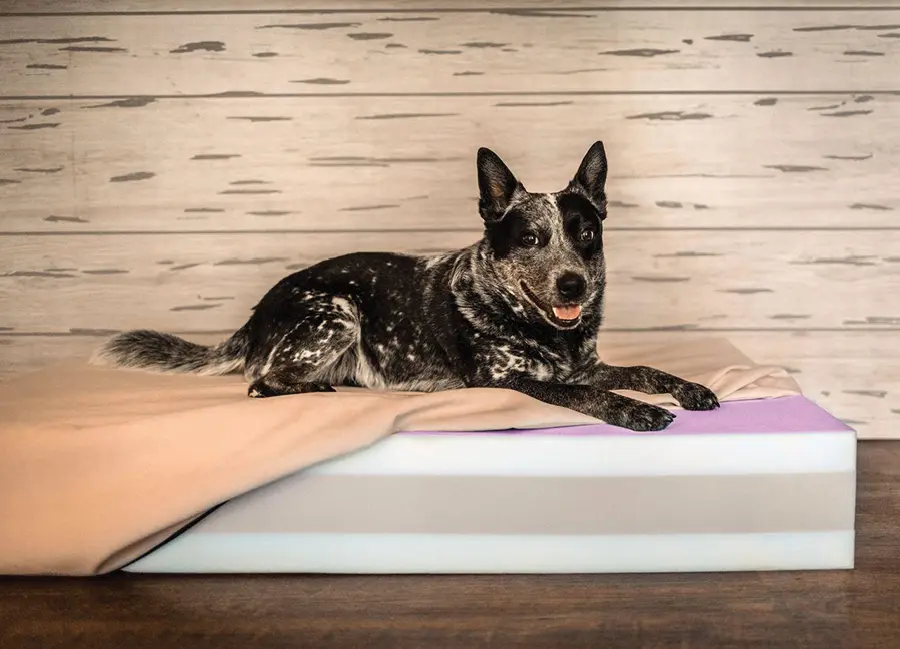 A speckled black and white dog with pointy ears lies on a BarkerChill+ Lavender bed from Barker Beds. The dog is looking at the camera and smiling slightly.