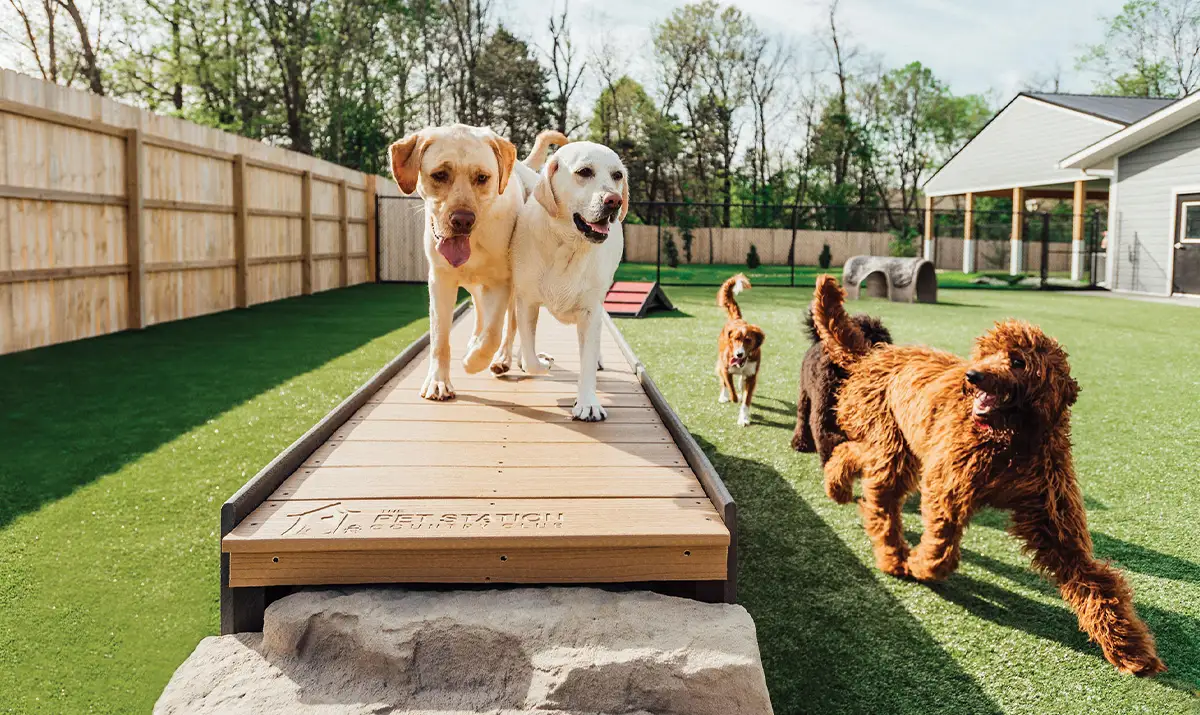 Two Labradors walk on an elevated ramp on a dog playground, with other dogs visible in the background.