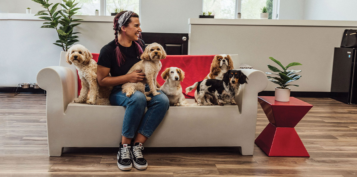 A woman sits on a couch, surrounded by five small dogs.