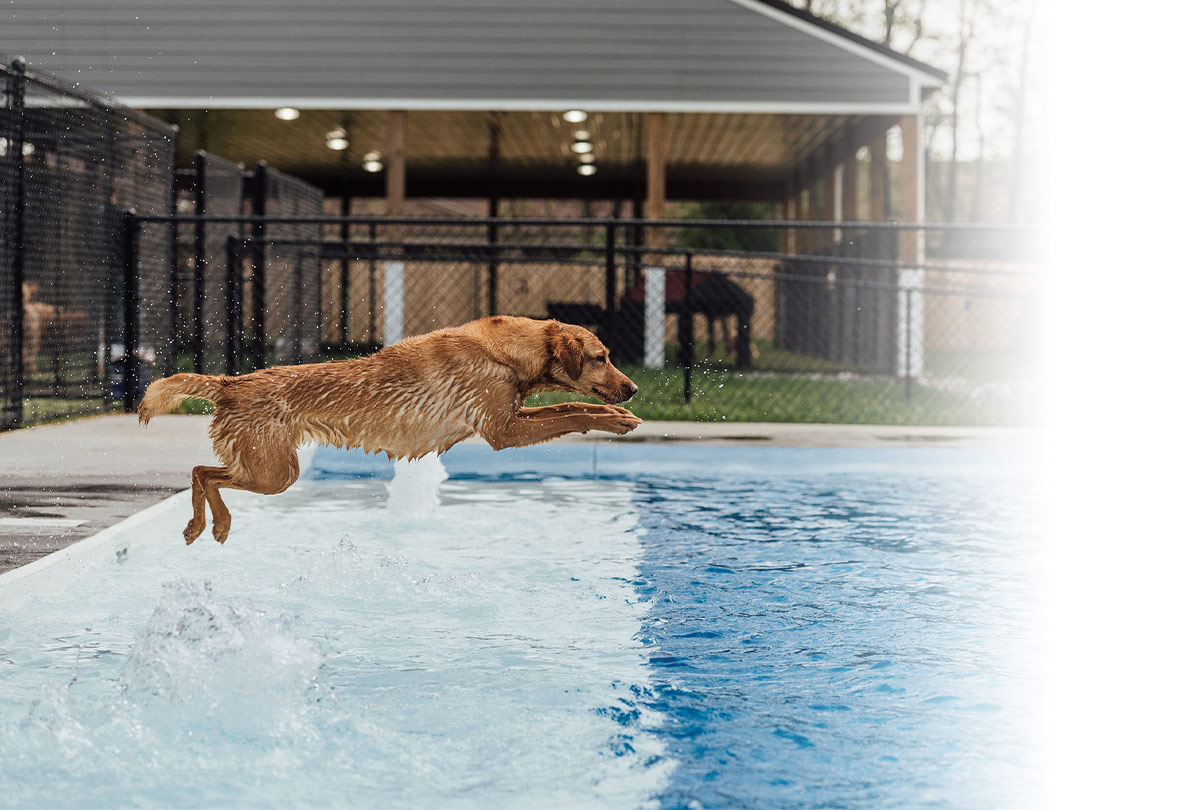 A golden retriever jumps into a swimming pool.