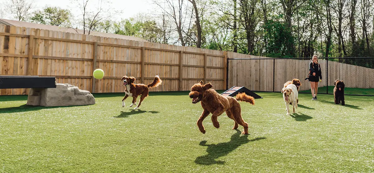 A group of dogs playing on a green lawn with a large tennis ball in the air and a person watching in the background.