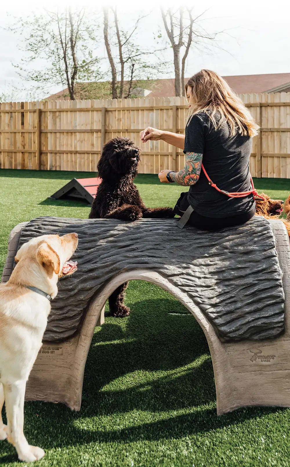 A woman sits on a dog agility course obstacle, feeding a large black dog, while a golden retriever watches.