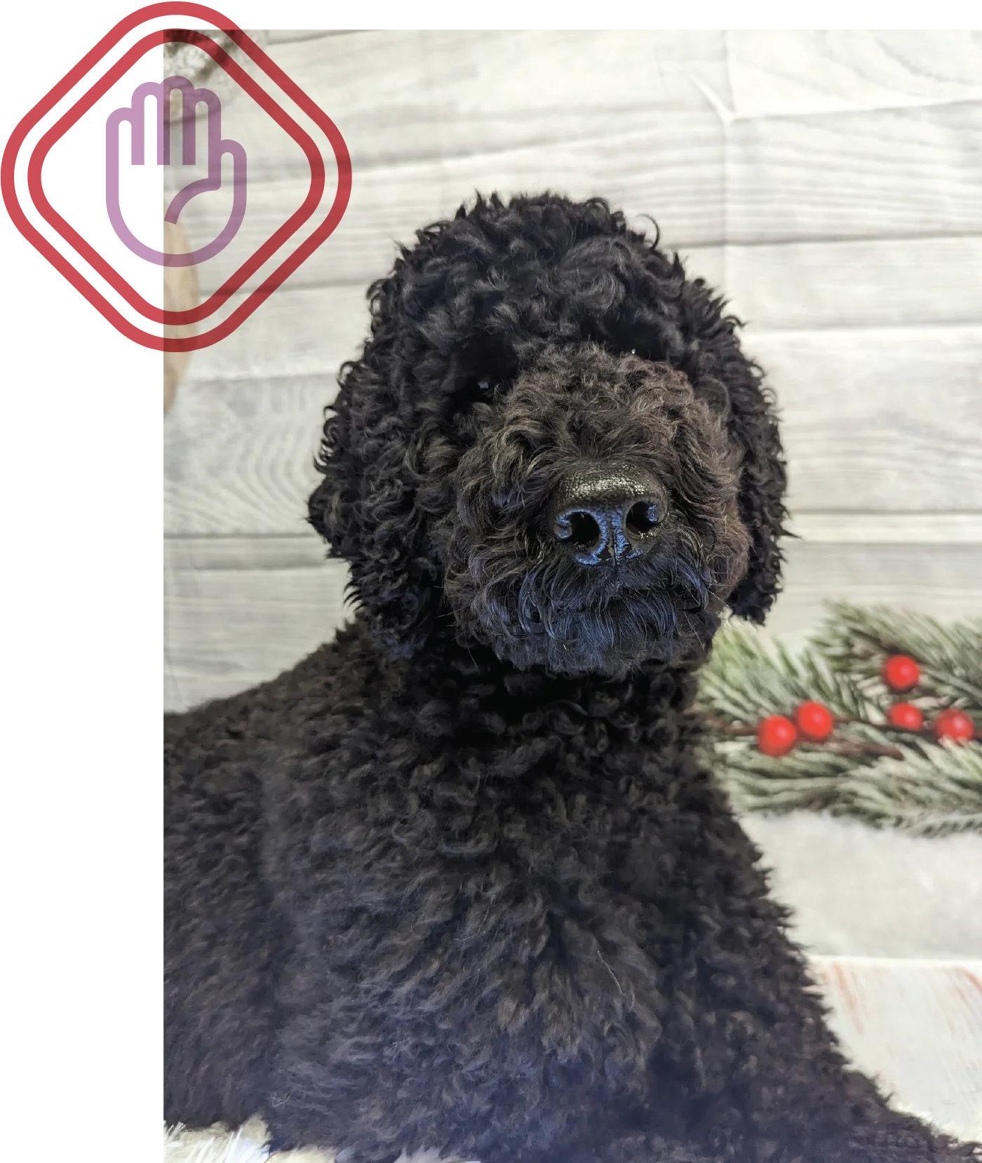 A black, curly-haired Doodle-type dog lying down against a light gray wooden background. The background is slightly decorated with a sprig of faux evergreen and red berries in the lower right corner, suggesting a holiday theme. An overlay graphic in the top left corner shows a purple stop hand symbol inside a red, double-lined diamond or square shape.