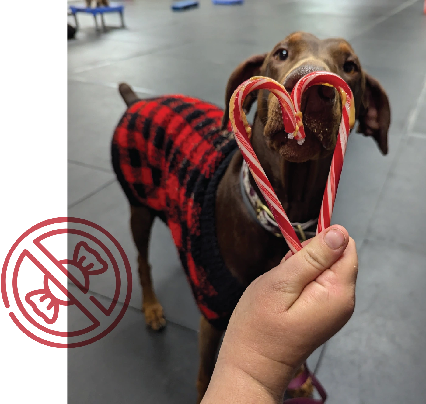 A brown dog wearing a red and black plaid sweater in what appears to be a training facility. A person's hand is holding two candy canes in front of the dog's nose, bent into a heart shape, with a treat, like peanut butter, smeared on the candy canes. The dog is intently licking the treats. An overlay graphic in the bottom left corner shows a red "no candy" symbol (a piece of wrapped candy with a circle and slash through it).