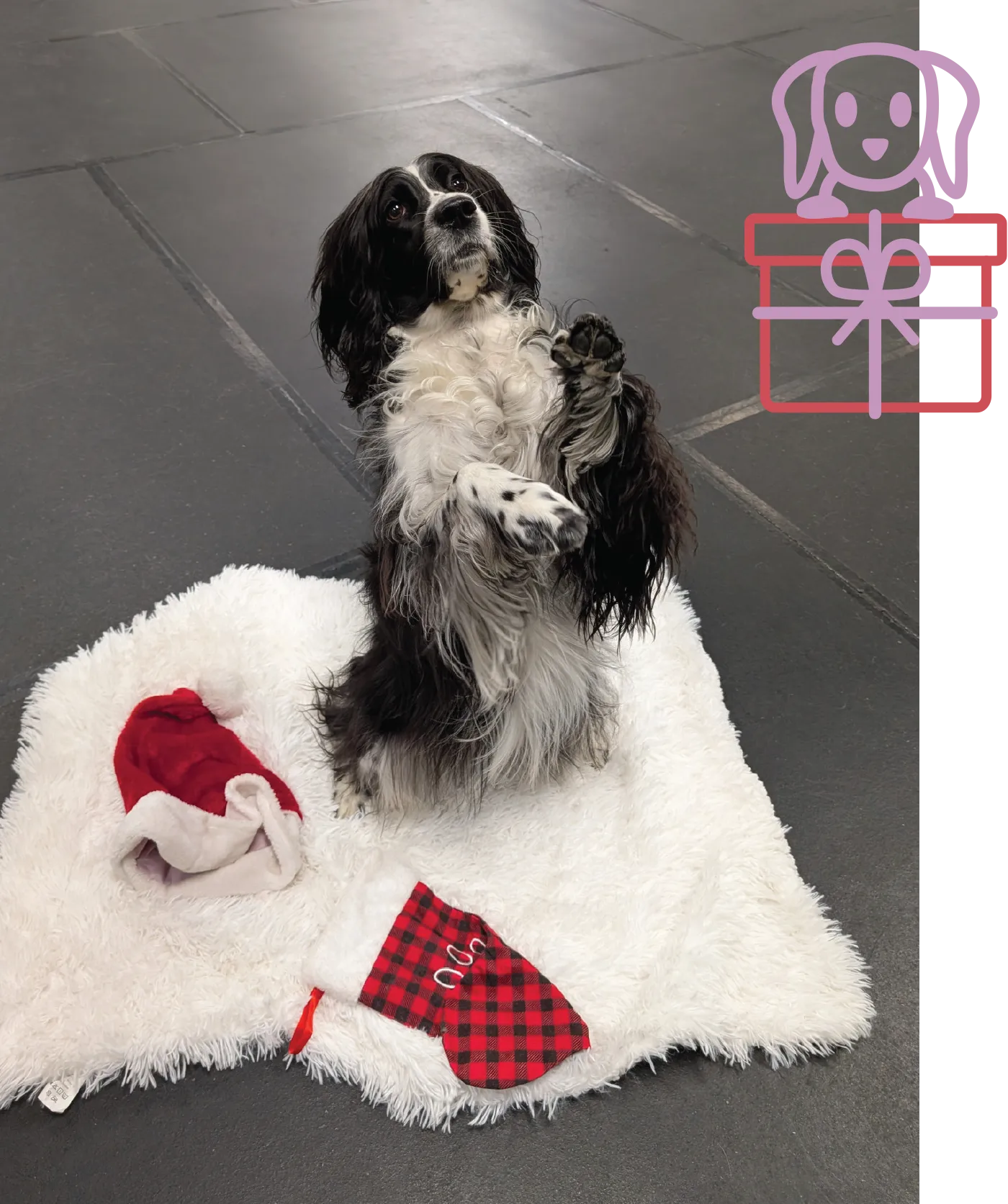 A black and white Cocker Spaniel-type dog balancing on its hind legs in a "begging" position. The dog is on a white, fluffy rug that has a miniature Santa hat and a small red and black plaid stocking on it. The background is a dark floor, likely in a training facility. An overlay graphic in the top right corner shows a purple-outline dog's head on top of a red-outline gift box with a purple ribbon.