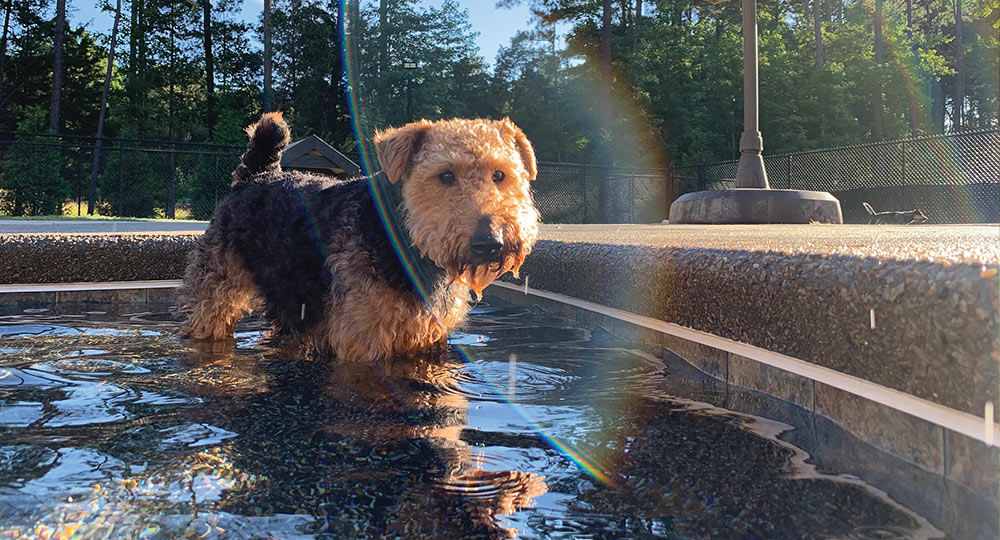A brown and black Airedale terrier stands in shallow water, looking towards the camera. The sun creates a lens flare.