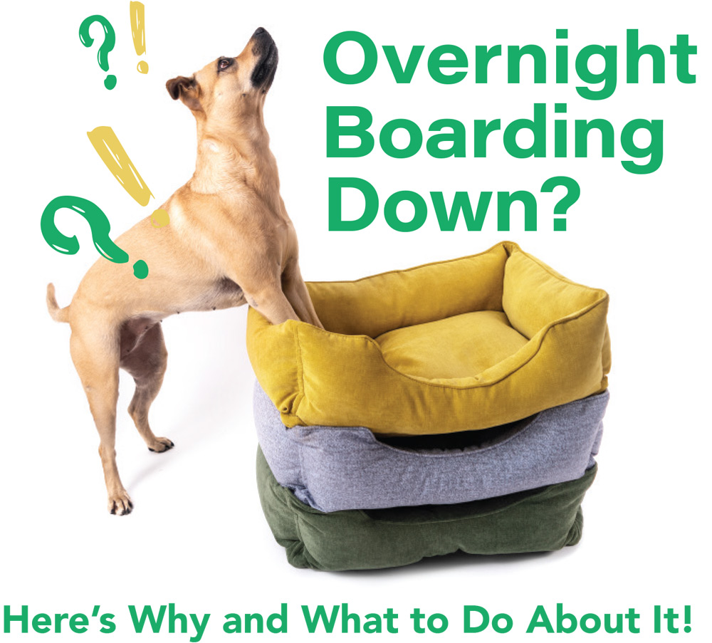 Overnight Boarding Down? Here's Why and What to Do About It! article image and typography