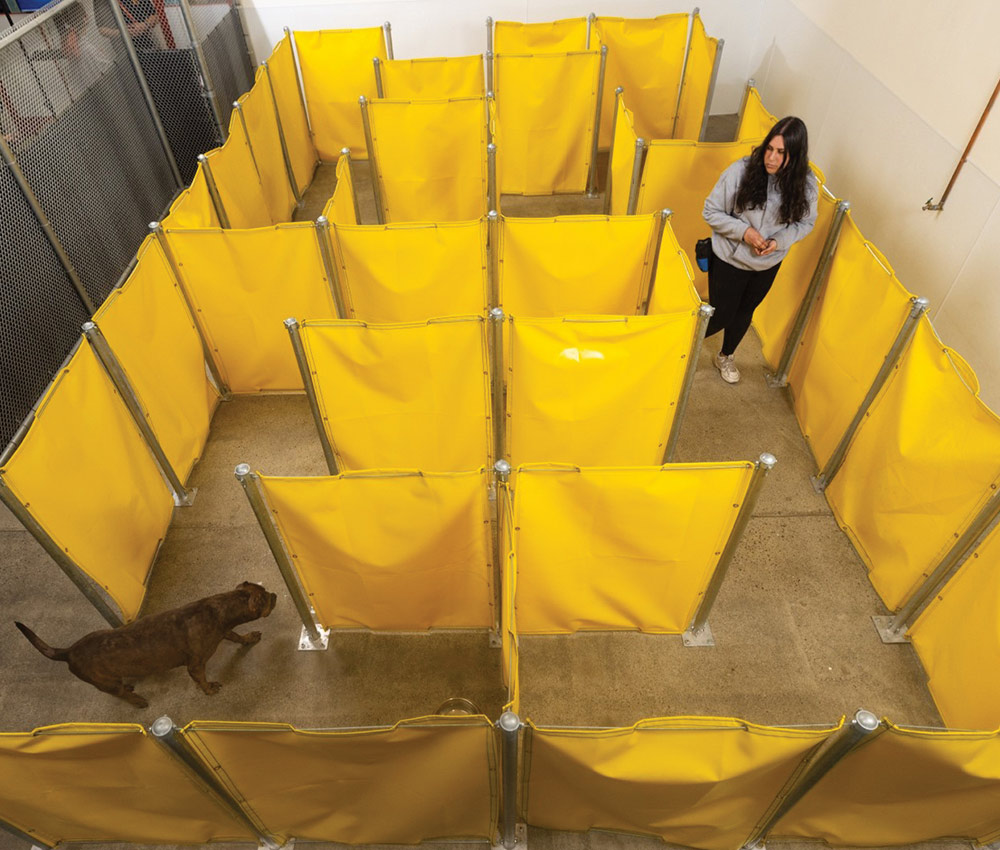 high angle view of a woman supervising a dog as it explores a maze constructed with large yellow panels