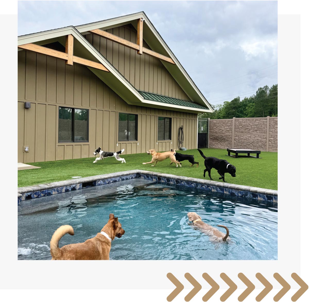 Dogs enjoying a fenced outdoor play area that includes a pool and a grassy yard.