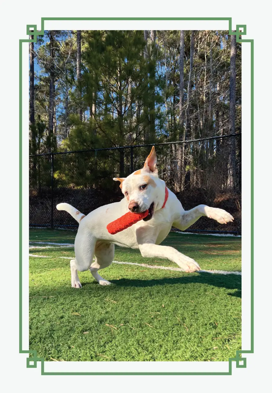 Dog leaping in the air while playing fetch in a fenced outdoor park surrounded by trees.