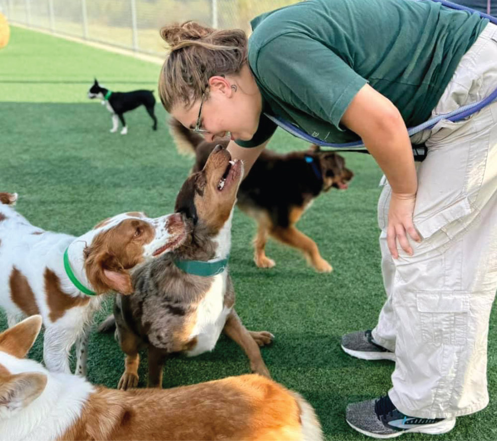 Staff member greeting a friendly, excited dog with several other dogs nearby.