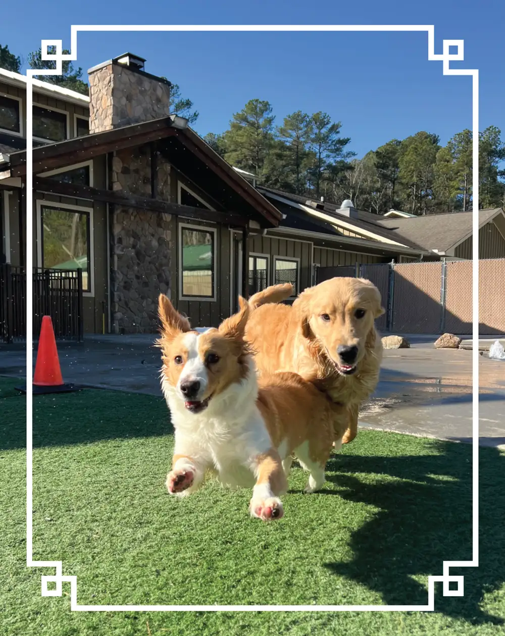 Two dogs, a Corgi and a Golden Retriever, running and playing on artificial turf outside a building.