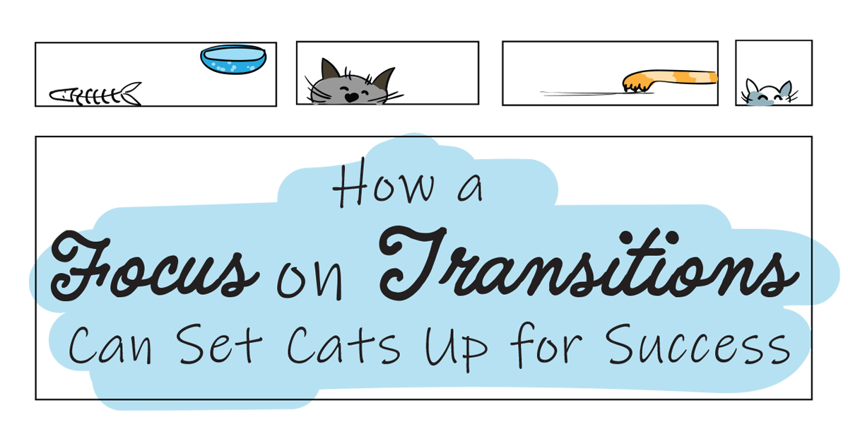 How a Focus on Transitions Can Set Cats Up for Success