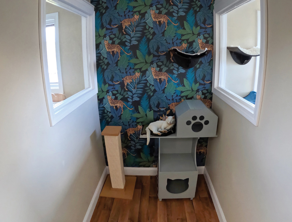 A white cat sleeps on a grey house-shaped cat tree in a room with cheetah-print tropical wallpaper and white-framed interior windows.