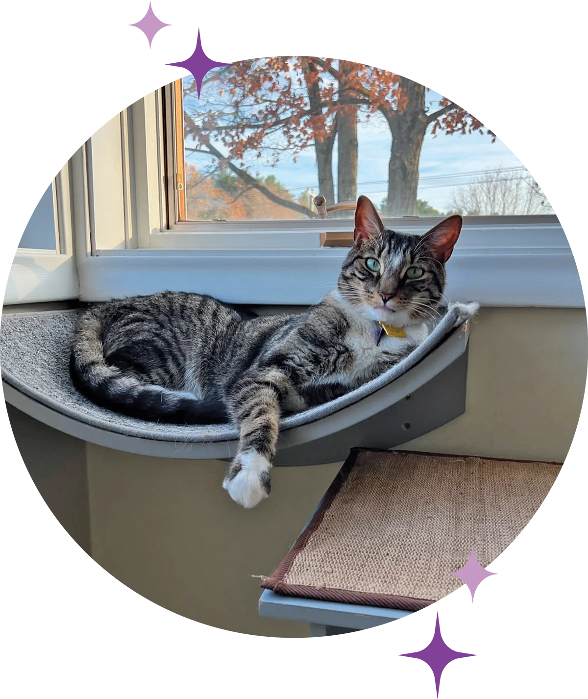 A brown tabby cat with a white paw rests comfortably in a curved, wall-mounted grey cat bed next to a sunny window.