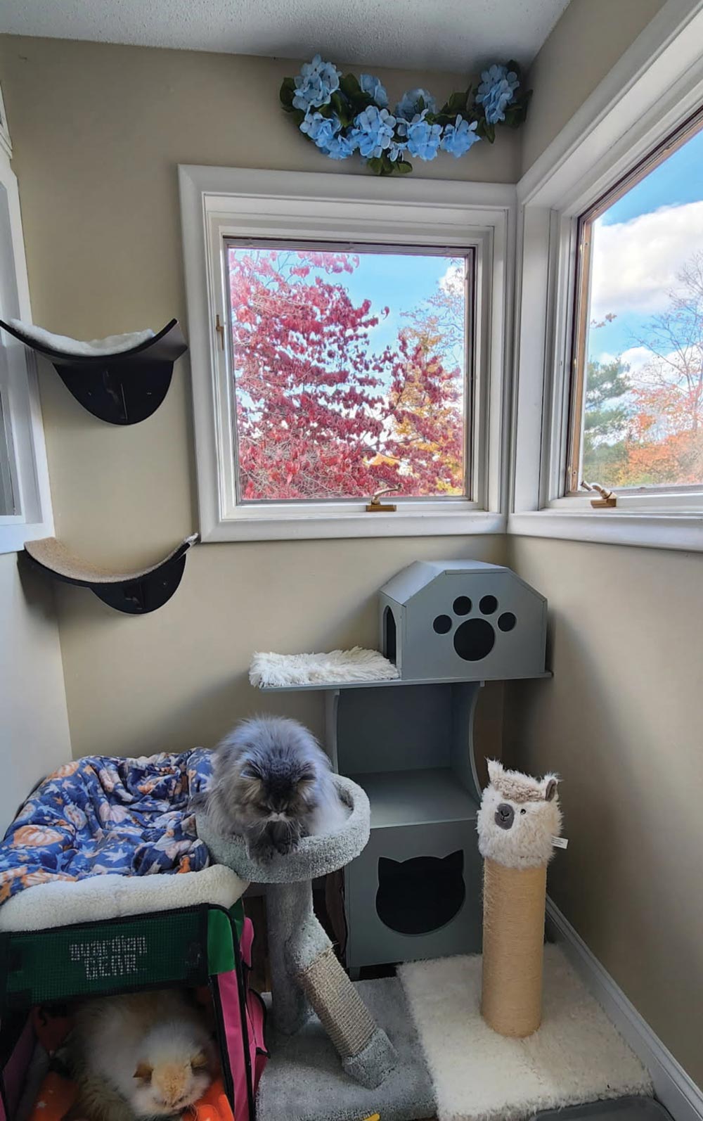 A cozy cat suite featuring a grey house-shaped cat tree, wall-mounted perches, and a fluffy grey cat resting in a elevated bed near a window with autumn leaves outside.