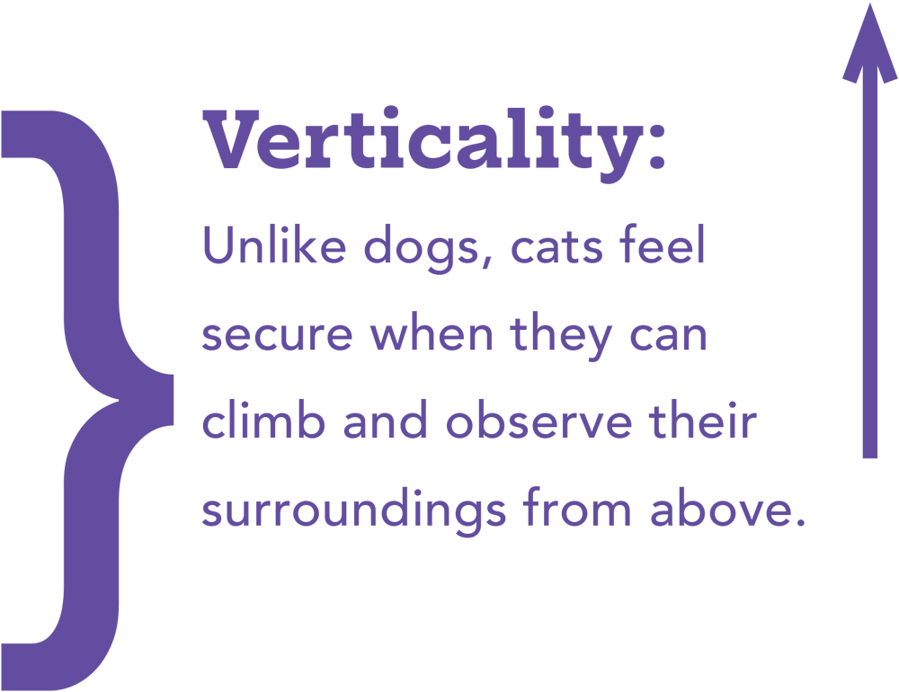 Verticality: Unlike dogs, cats feel secure when they can climb and observe their surroundings from above.