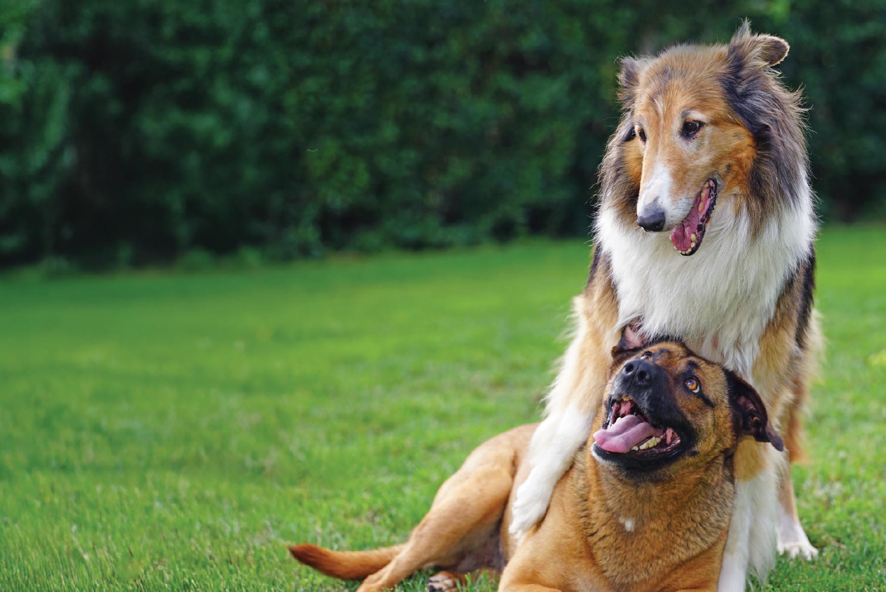 A rough collie stands over a seated German Shepherd mix in a grassy field.