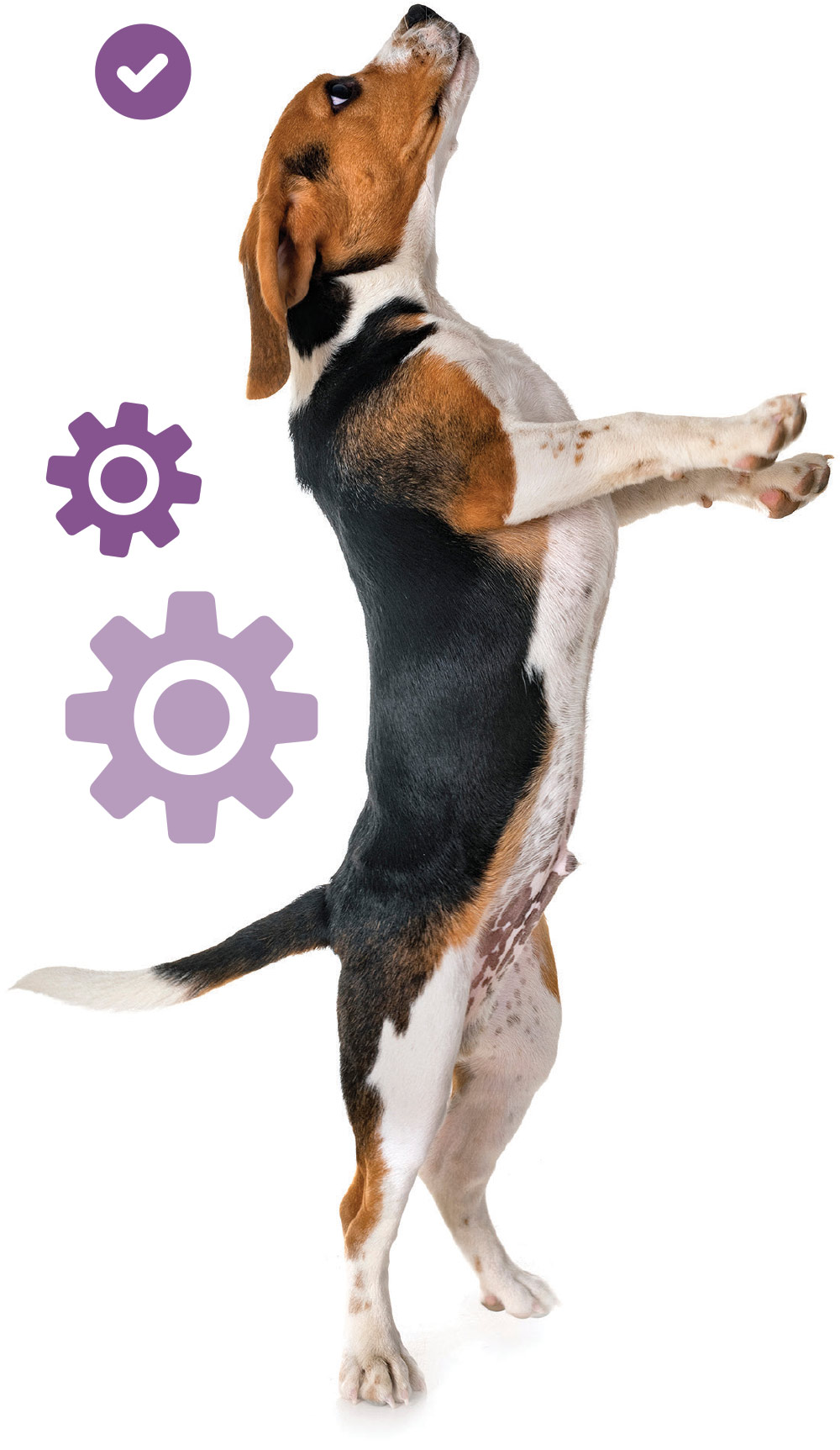 A beagle stands on its hind legs looking upward, flanked by purple gear icons and a checkmark circle.
