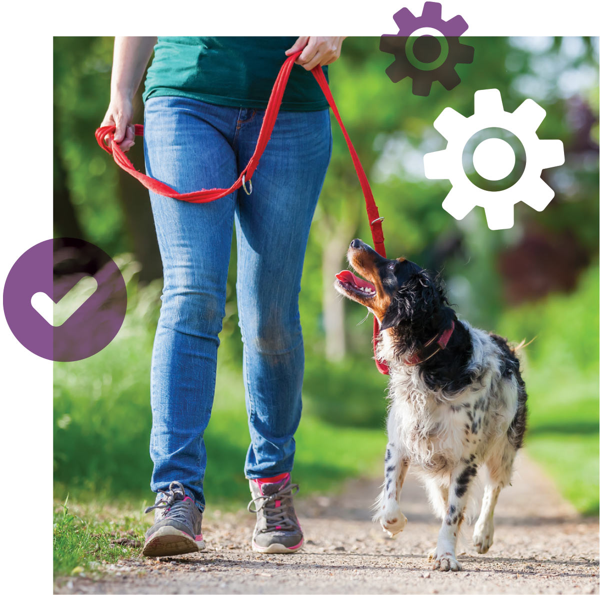 A person in jeans walks an English Setter on a red leash down a sunlit path, framed by gear and checkmark icons.