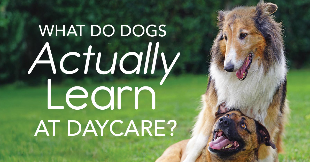 What Do Dogs Actually Learn at Daycare?