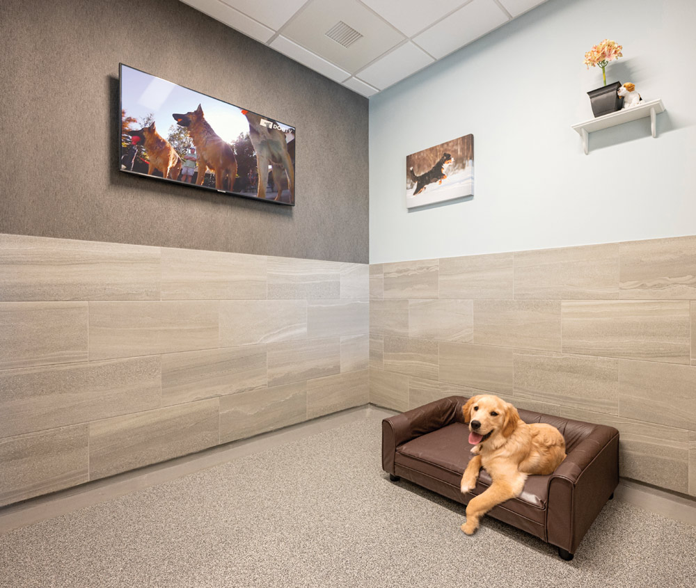 A room with a dog on a brown couch, a TV showing dogs, and a shelf with a plant and picture.
