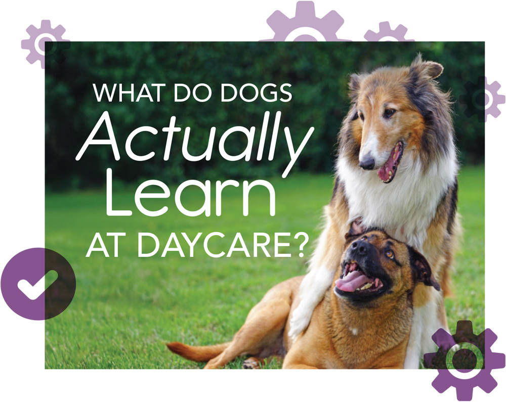 What Do Dogs Actually Learn at Daycare? article typography and imagery featuring a Shetland Sheepdog and a Shepard mix playing in a green yard