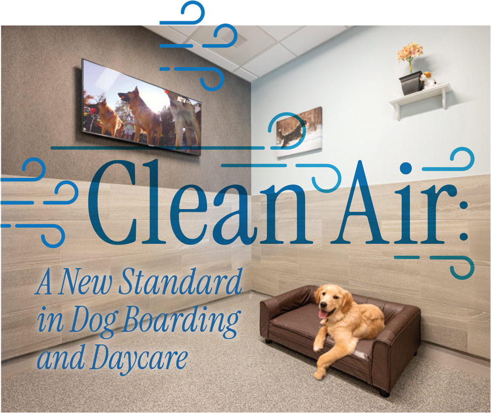 Clean Air: A New Standard in Dog Boarding and Daycare article typography and imagery showcasing a lab mix laying in a dog bed in a cozy boarding room