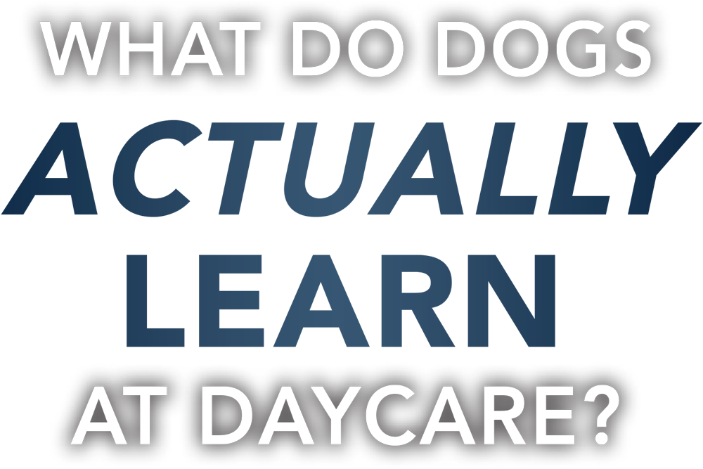 What Do Dogs Actually Learn at Daycare? cover typography