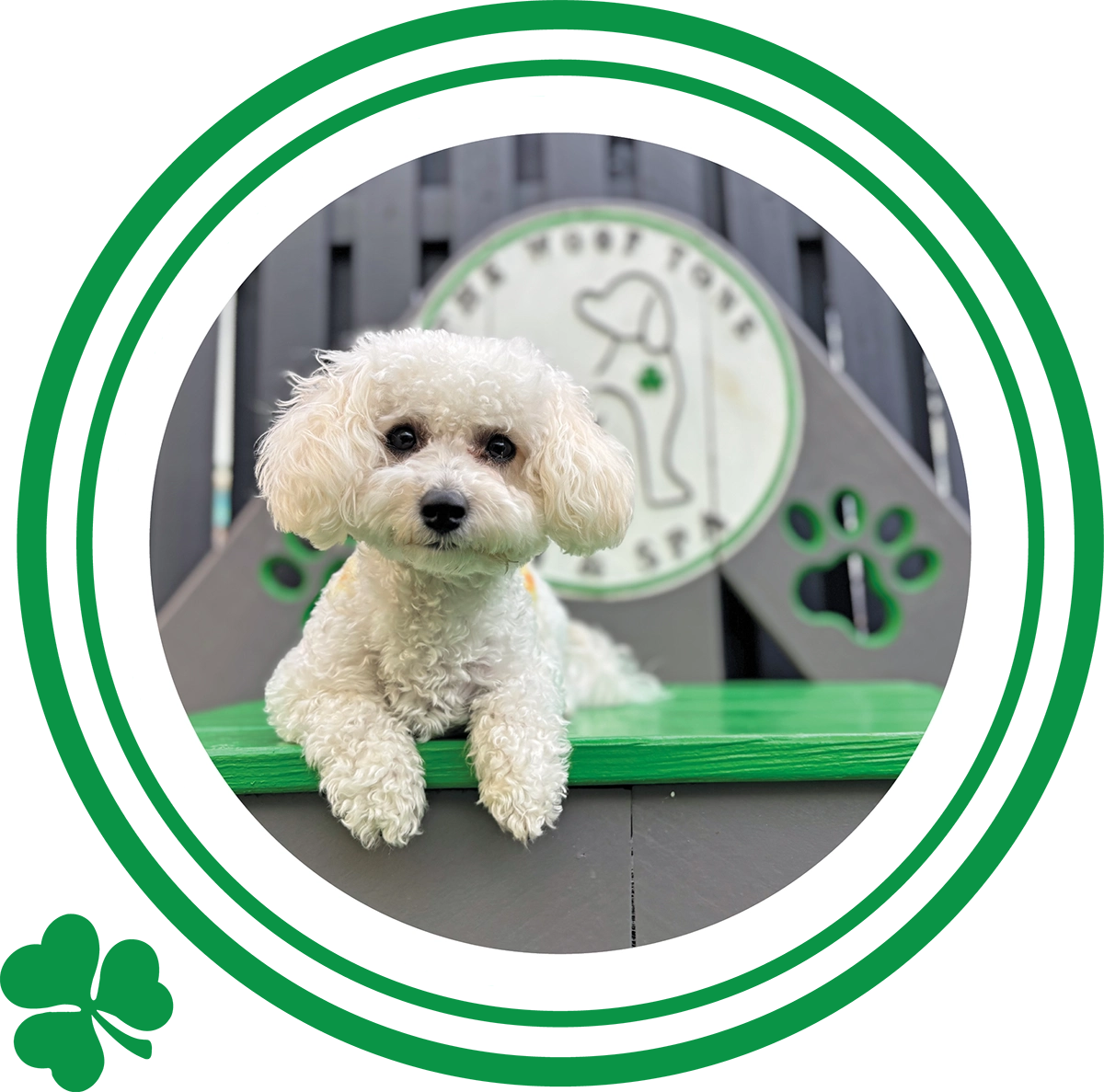 A small white fluffy dog sits on a green platform in front of a Woof Tone Inn & Spa logo backdrop.