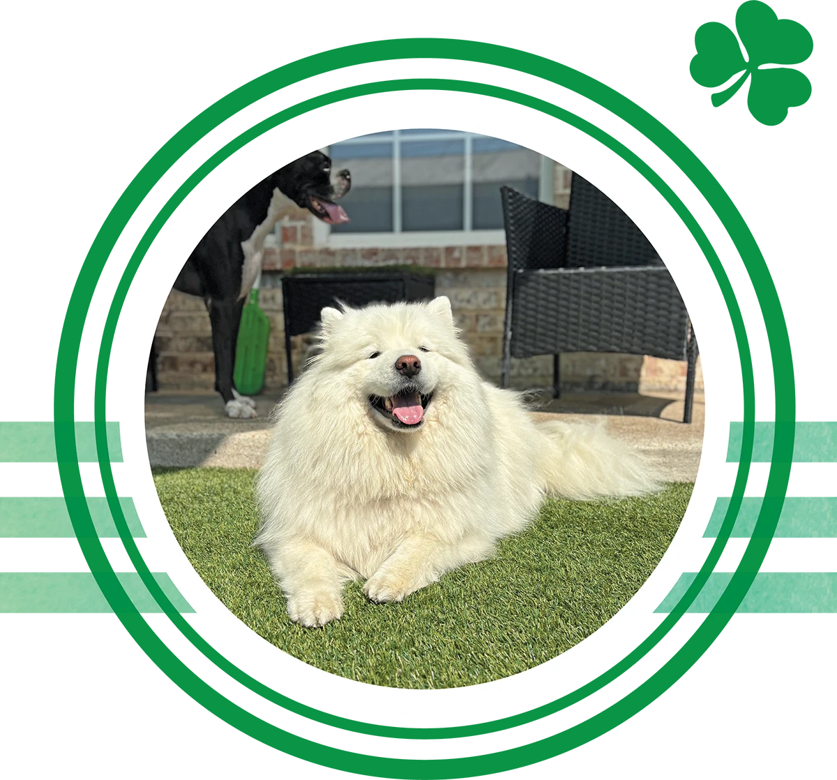 A happy, fluffy white Samoyed dog lying on artificial grass, framed within a green circular border.