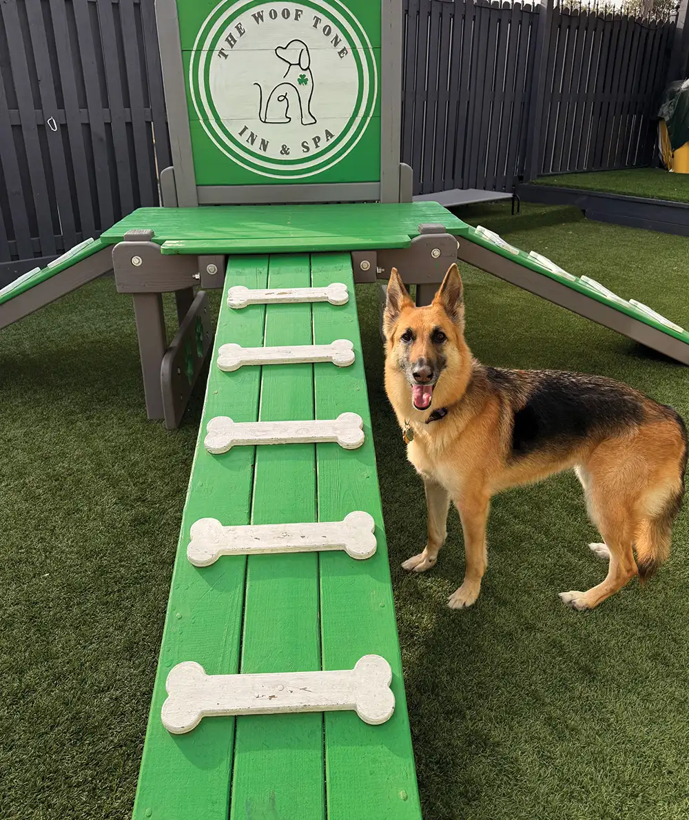 A German Shepherd standing on artificial turf next to a green wooden agility ramp with bone-shaped treads.