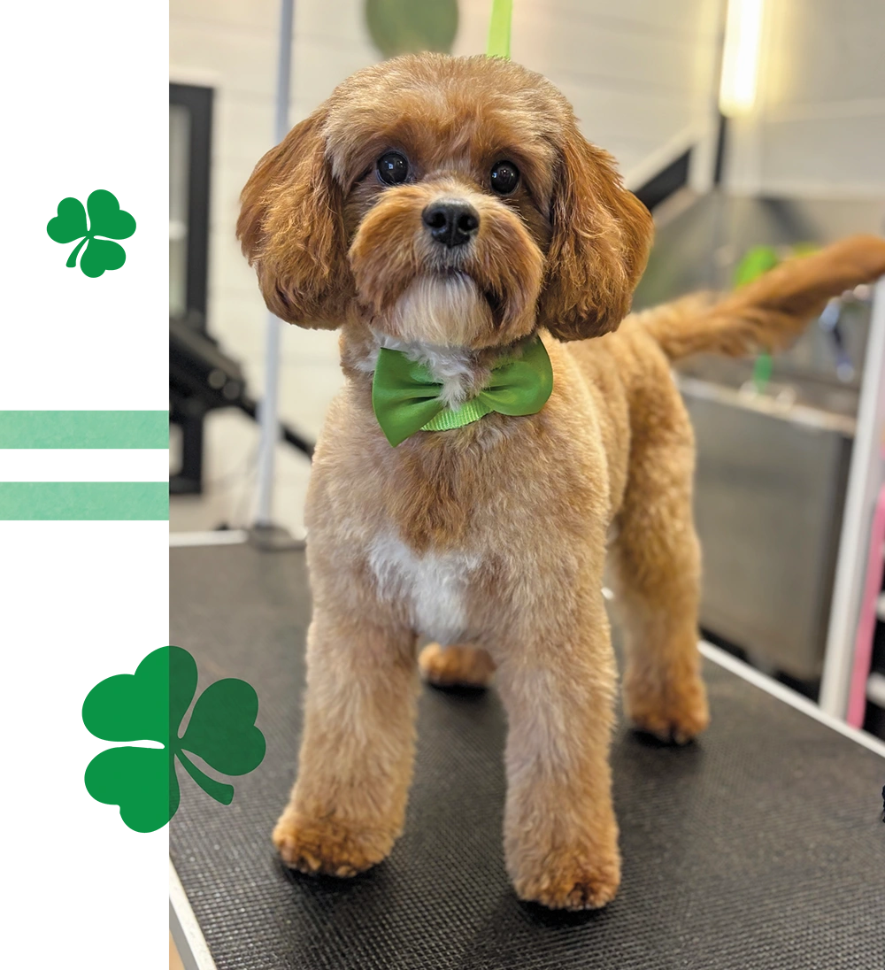A small, freshly groomed brown dog wearing a green bow tie, standing on a black grooming table.