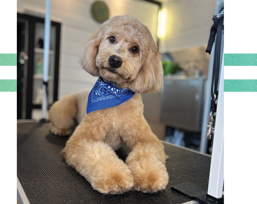 A tan curly-haired dog wearing a blue patterned bandana, lying down on a black grooming table.