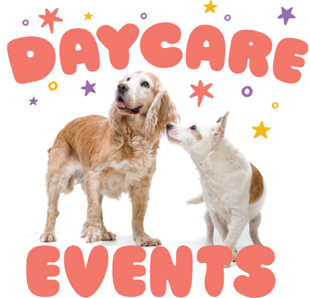 Playful pink bubble text reads "DAYCARE EVENTS" surrounding a photo of two dogs, accented by colorful stars and circles on a white background.