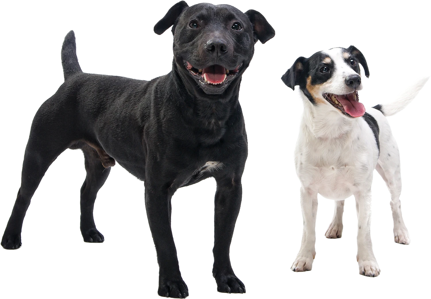 A studio photograph of a large black dog and a smaller white and black terrier standing side-by-side against a plain white background.