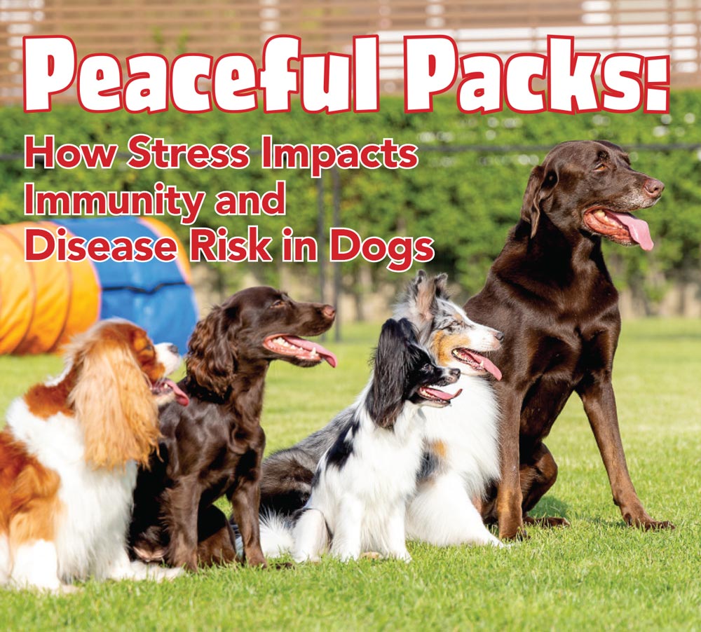 Peaceful Packs: How Stress Impacts Immunity and Disease Risk in Dogs article imagery and typography