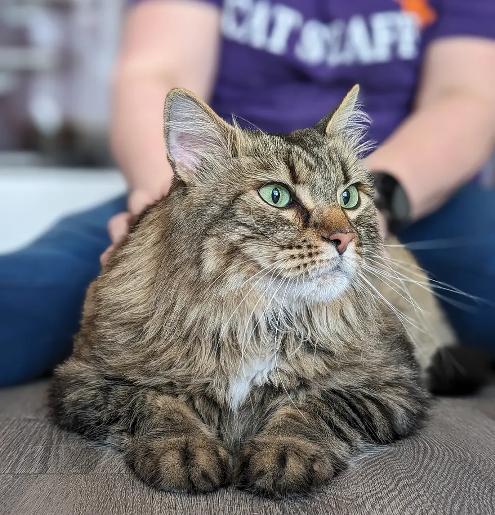 A large, long-haired tabby cat with green eyes rests on a floor. Behind the cat, a person wears a purple shirt with the words "CAT STAFF" visible.
