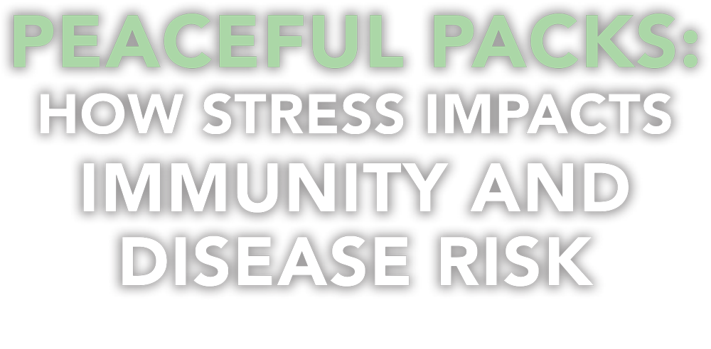 Peaceful Packs: How Stress Impacts Immunity and Disease Risk in Dogs cover typography