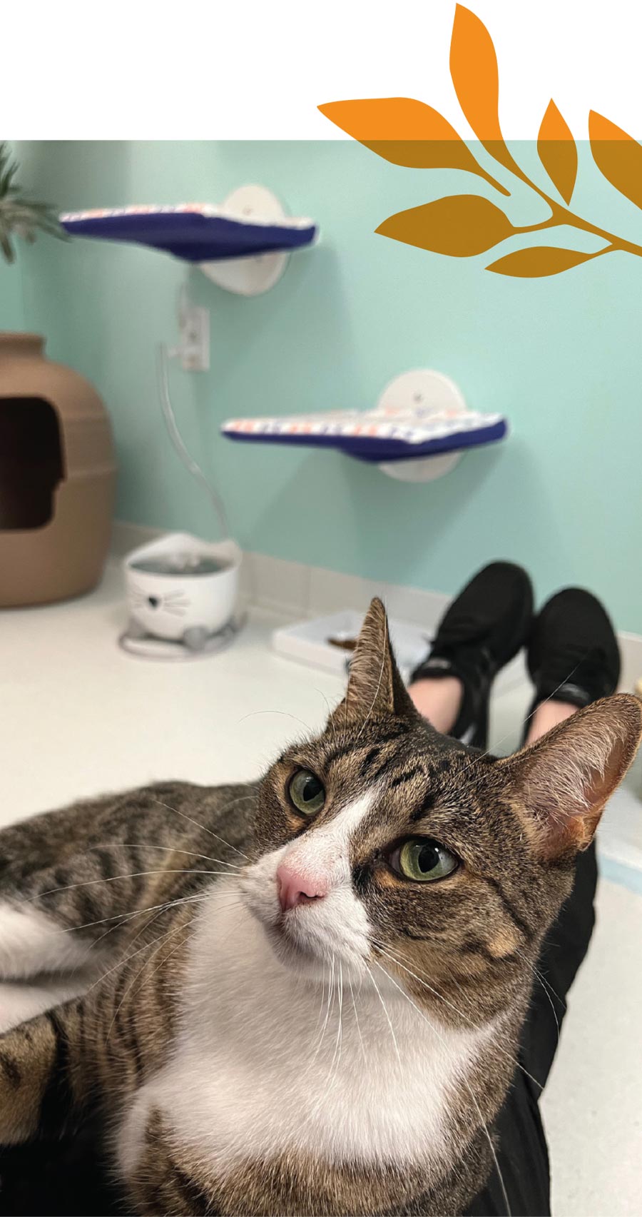 A brown and white tabby cat looks up from a person's lap. The room has light blue walls, mounted cat perches, and a cat fountain.